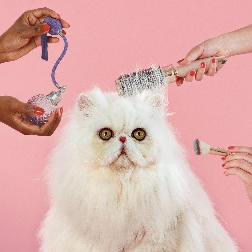 Bain chat