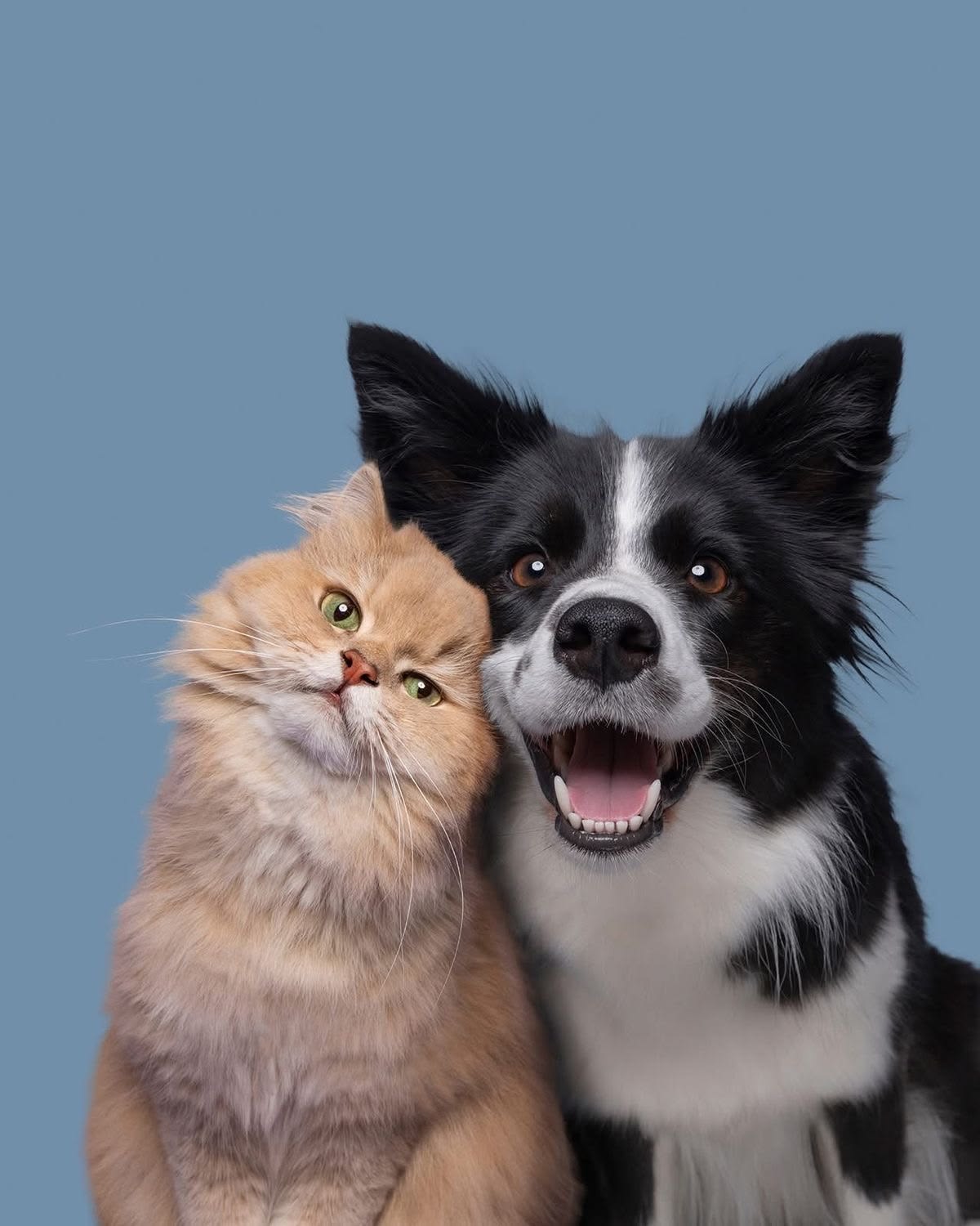 Pension animaux